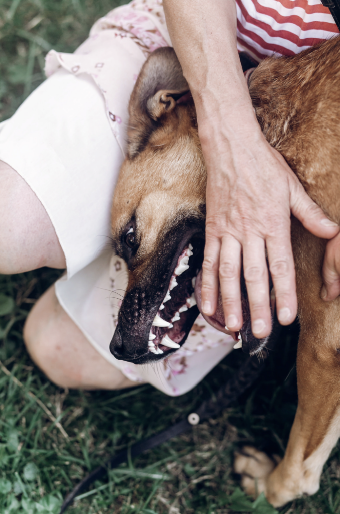 Dog Showing Teeth or Low Growling Understanding Dog Body Language Loving Dog Training LLC Article